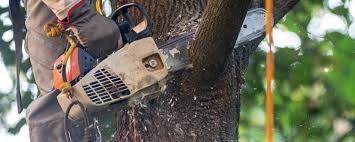 How Our Tree Care Process Works  in  Nederland, CO